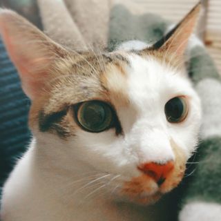 頭像