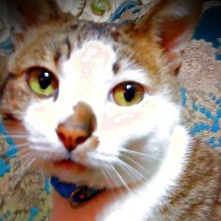 頭像