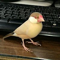 頭像