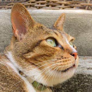 頭像