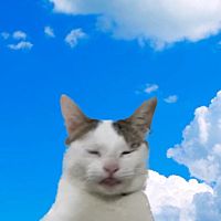 頭像