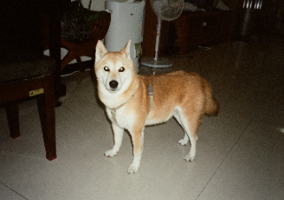 頭像