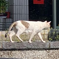 頭像
