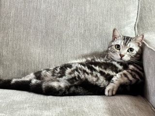 頭像