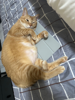 頭像