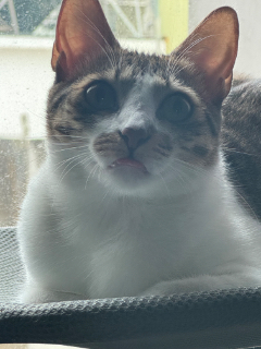 頭像