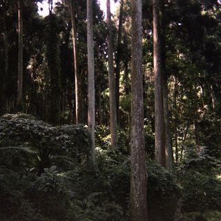 頭像