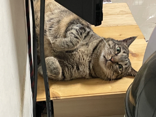 頭像