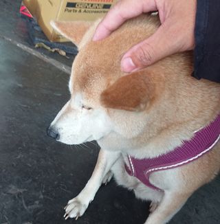 頭像