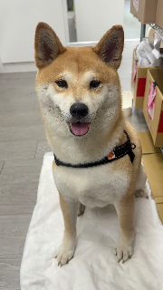 頭像
