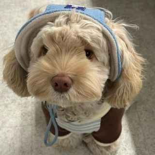 頭像