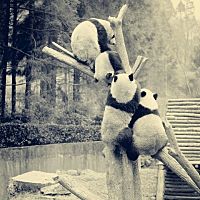 頭像