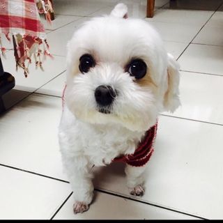 頭像