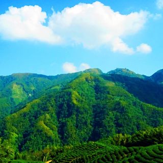 頭像