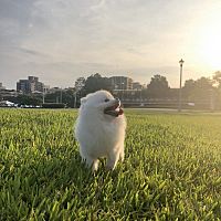 頭像