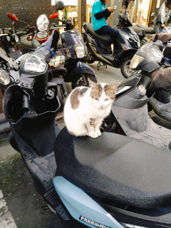 頭像