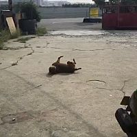 頭像