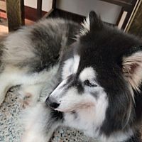 頭像