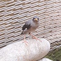 頭像