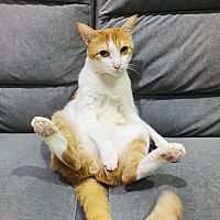 頭像