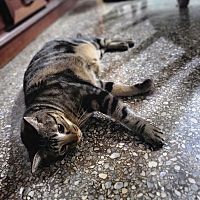 頭像