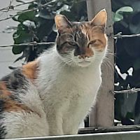 頭像