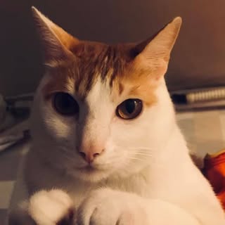 頭像