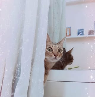 頭像