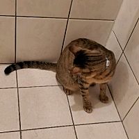 頭像