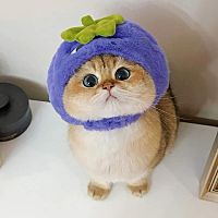 頭像