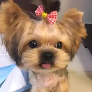 頭像