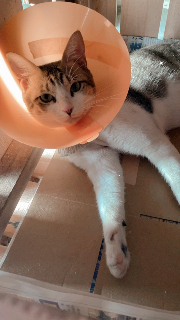 頭像