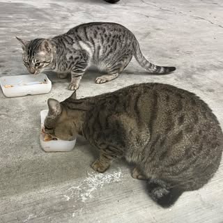頭像