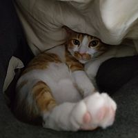 頭像
