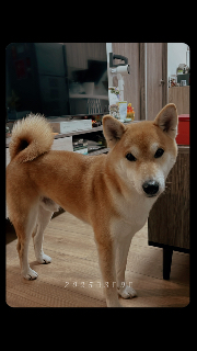 頭像