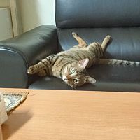 頭像