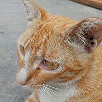 頭像