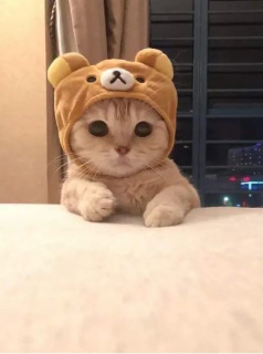 頭像