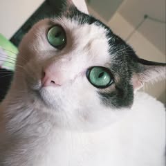 頭像