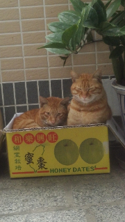 頭像