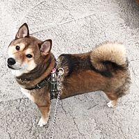 頭像