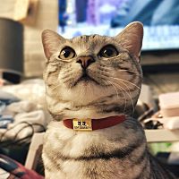 頭像