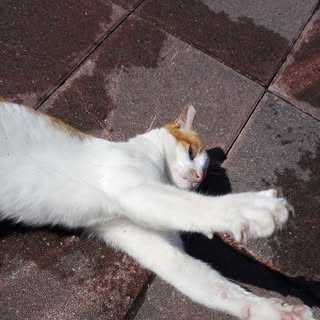 頭像