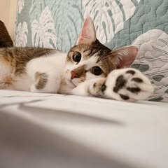 頭像