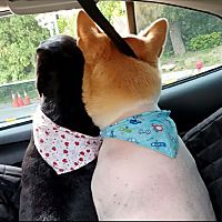 頭像