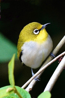 頭像