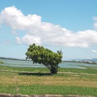 頭像