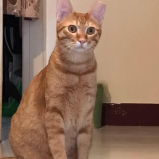 頭像