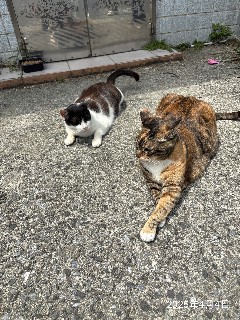頭像