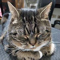 頭像